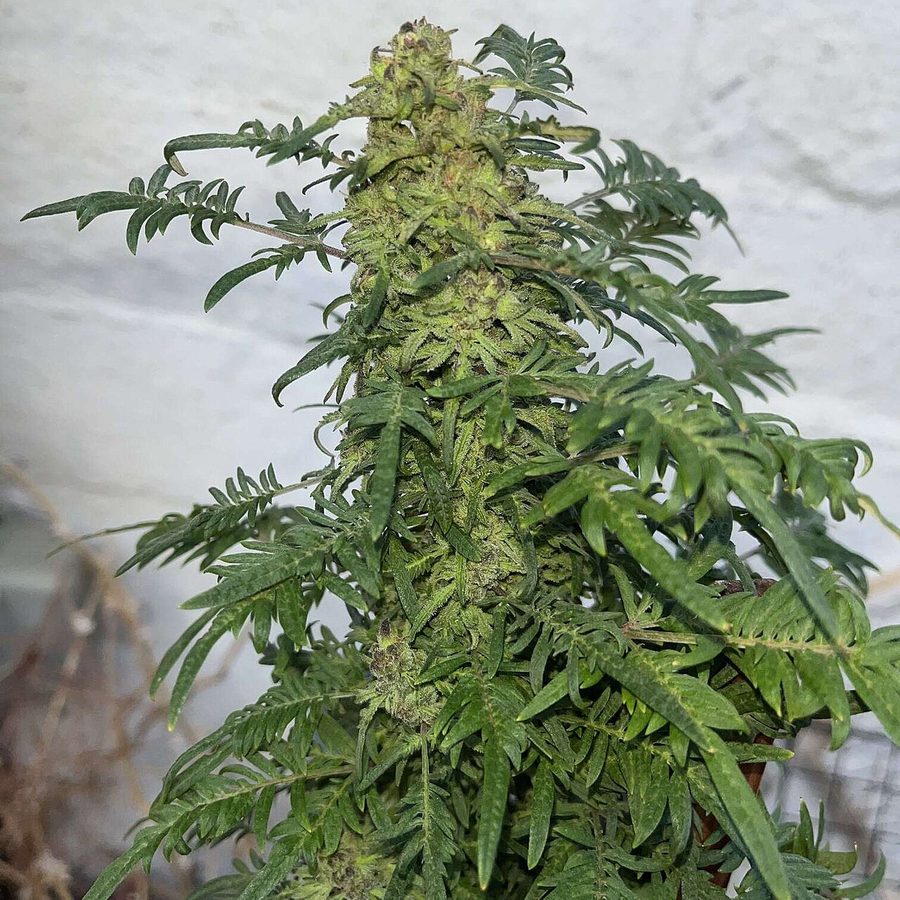 Flowering cannabis cola in late bloom on a home-grown plant