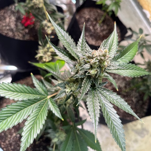 Frosty flowering cannabis cola dusted in trichomes in a home grow tent
